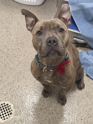 McQueen — thumbnail 3