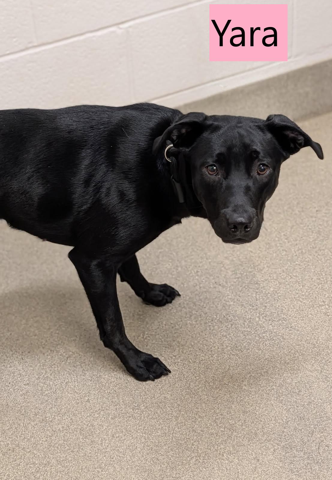 Enlarge Yara, a ADOPTABLE mixed breed in Mount Vernon, OH image 2/2