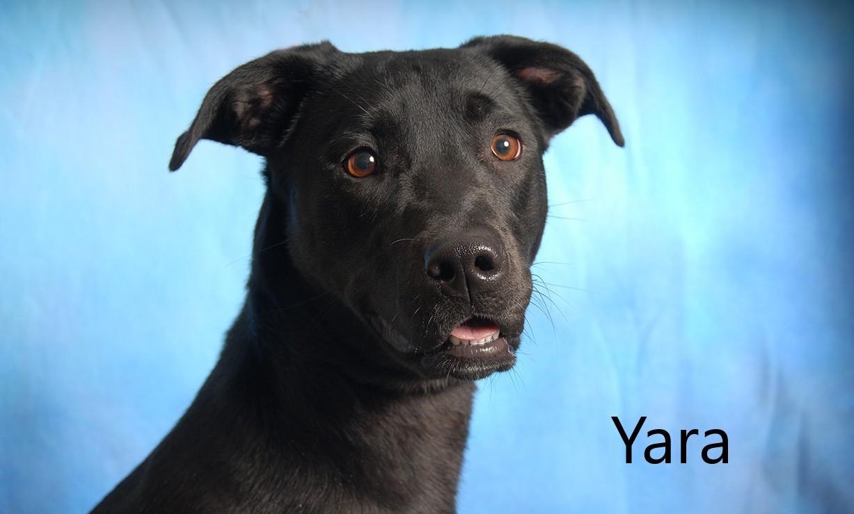 Yara, ADOPTABLE, Young Female Black Labrador Retriever.