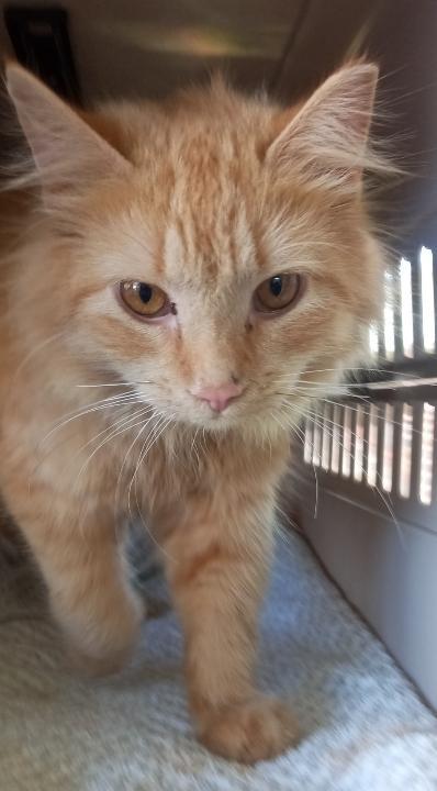 Enlarge Purrcy Weasley, a Adoptable mixed breed in Cookeville, TN image 4/4
