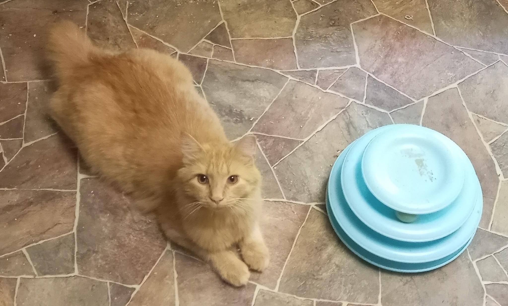 Enlarge Purrcy Weasley, a Adoptable mixed breed in Cookeville, TN image 3/4