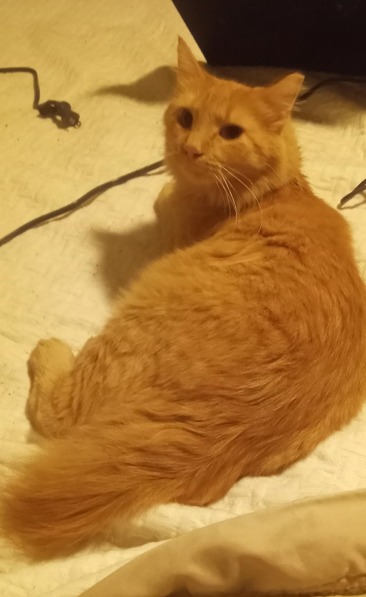 Enlarge Purrcy Weasley, a Adoptable mixed breed in Cookeville, TN image 2/4