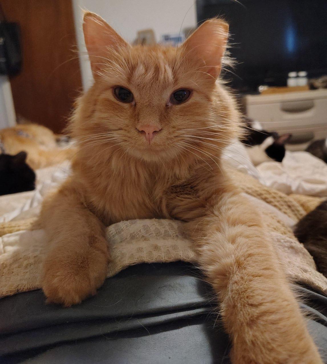 Purrcy Weasley, ADOPTABLE, Adult • Male, American Bobtail & Domestic Medium Hair.