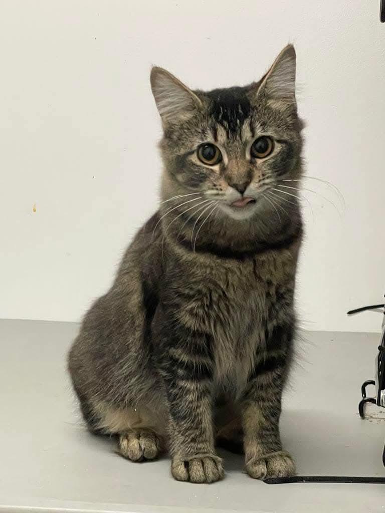 family cats　0331 Cat for adoption - Punch & Judy - Bonded Pair, a Domestic