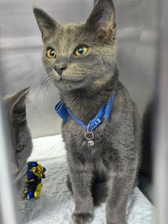 Mac, Adoptable, Young Male Domestic Short Hair.