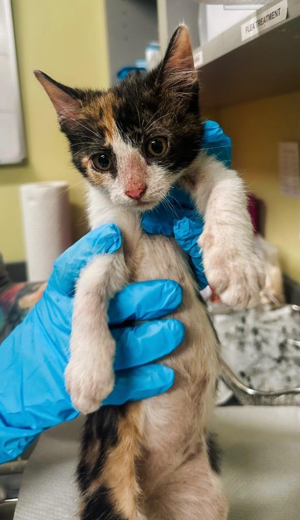 Kirby, Adoptable, Young Female Domestic Short Hair.