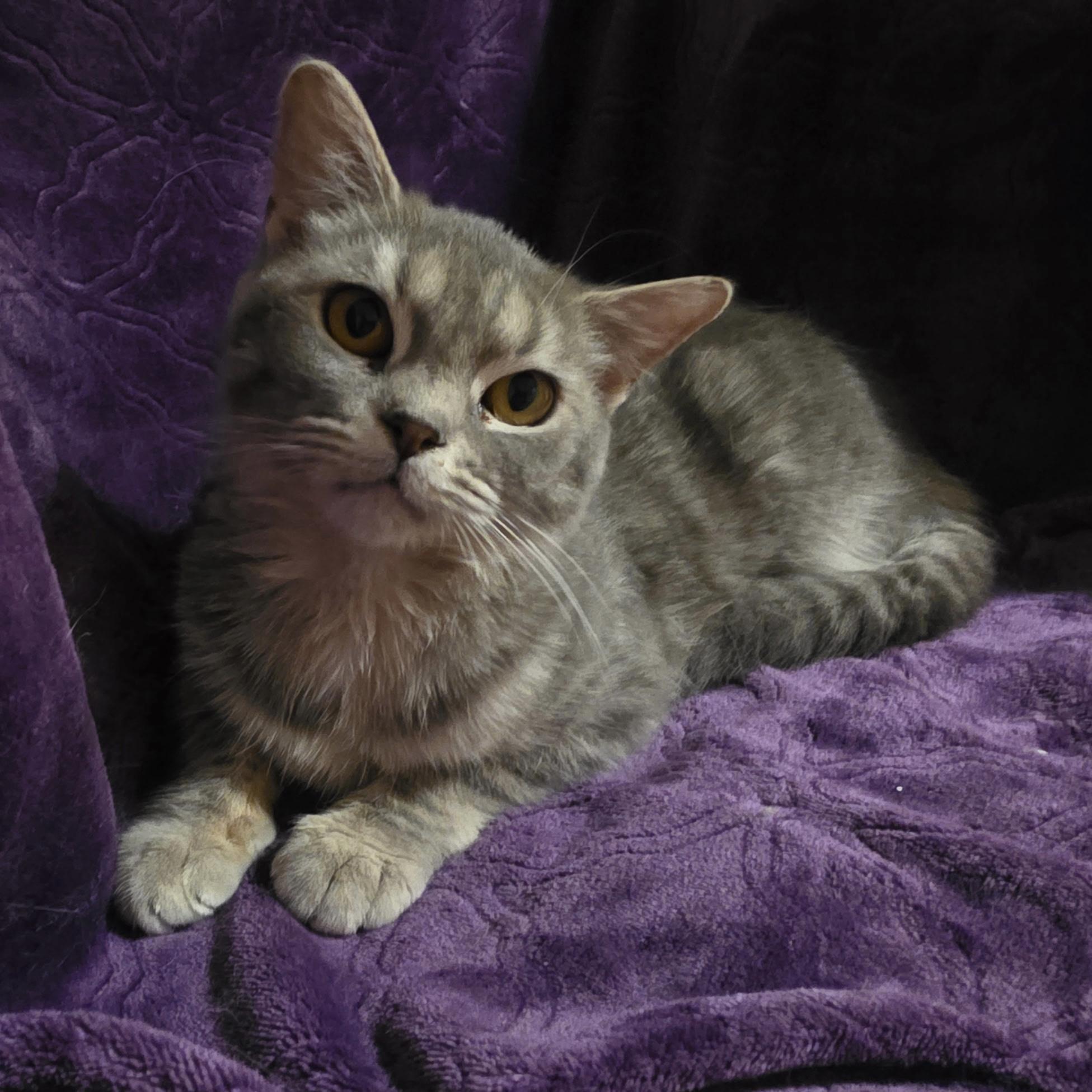 Chiquita, a ADOPTABLE Domestic Short Hair in Bentonville, AR image 2/2