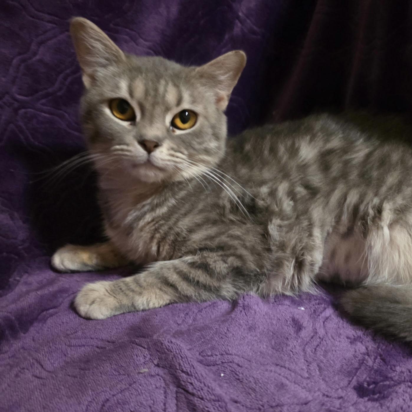 Chiquita, a ADOPTABLE Domestic Short Hair in Bentonville, AR image 1/2