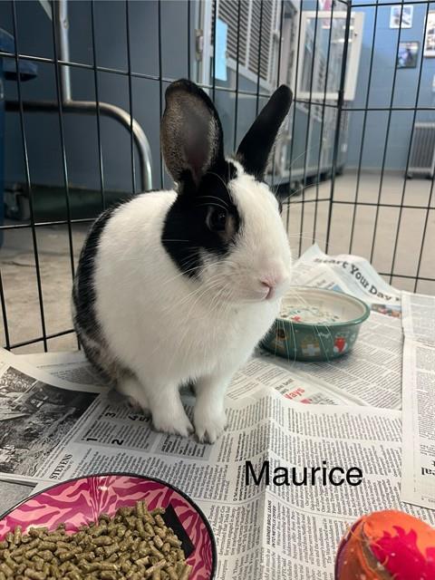 Enlarge MAURICE, a Adoptable Bunny Rabbit in Agoura, CA image 1/1