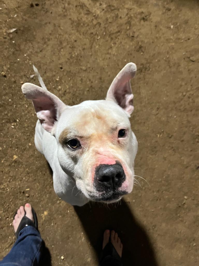 Enlarge Yodi, a Adoptable Pit Bull Terrier in Sorrento, LA image 1/3