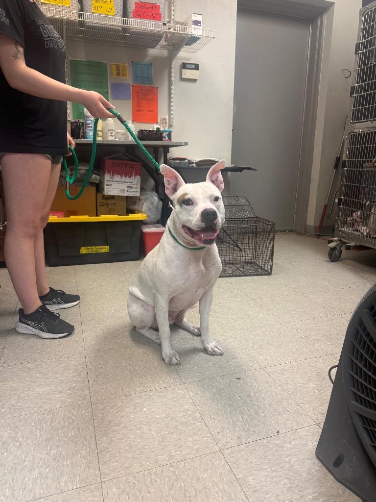 Enlarge Yodi, a Adoptable Pit Bull Terrier in Sorrento, LA image 2/3