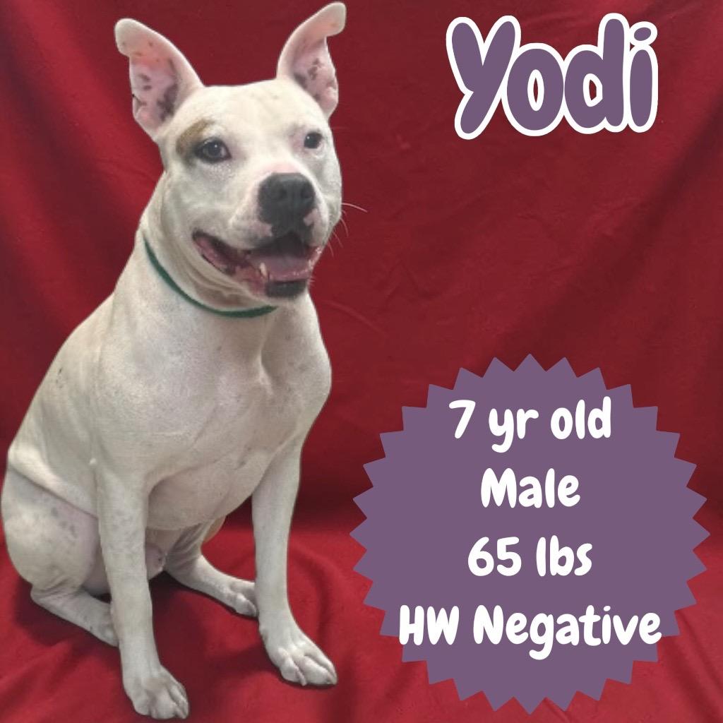 Enlarge Yodi, a Adoptable Pit Bull Terrier in Sorrento, LA image 3/3
