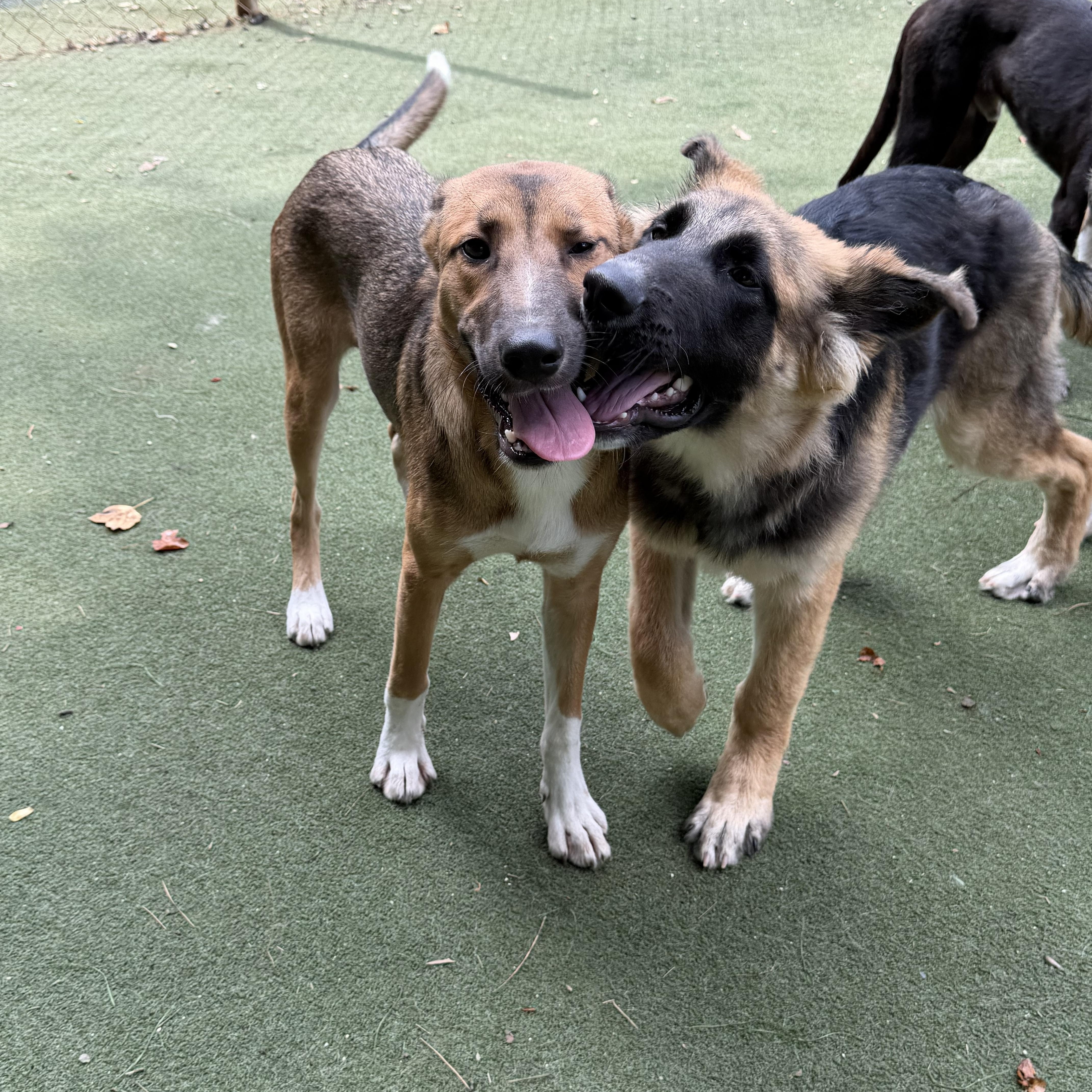 Enlarge Griselda, a Adoptable mixed breed in Charlotte, NC image 6/6