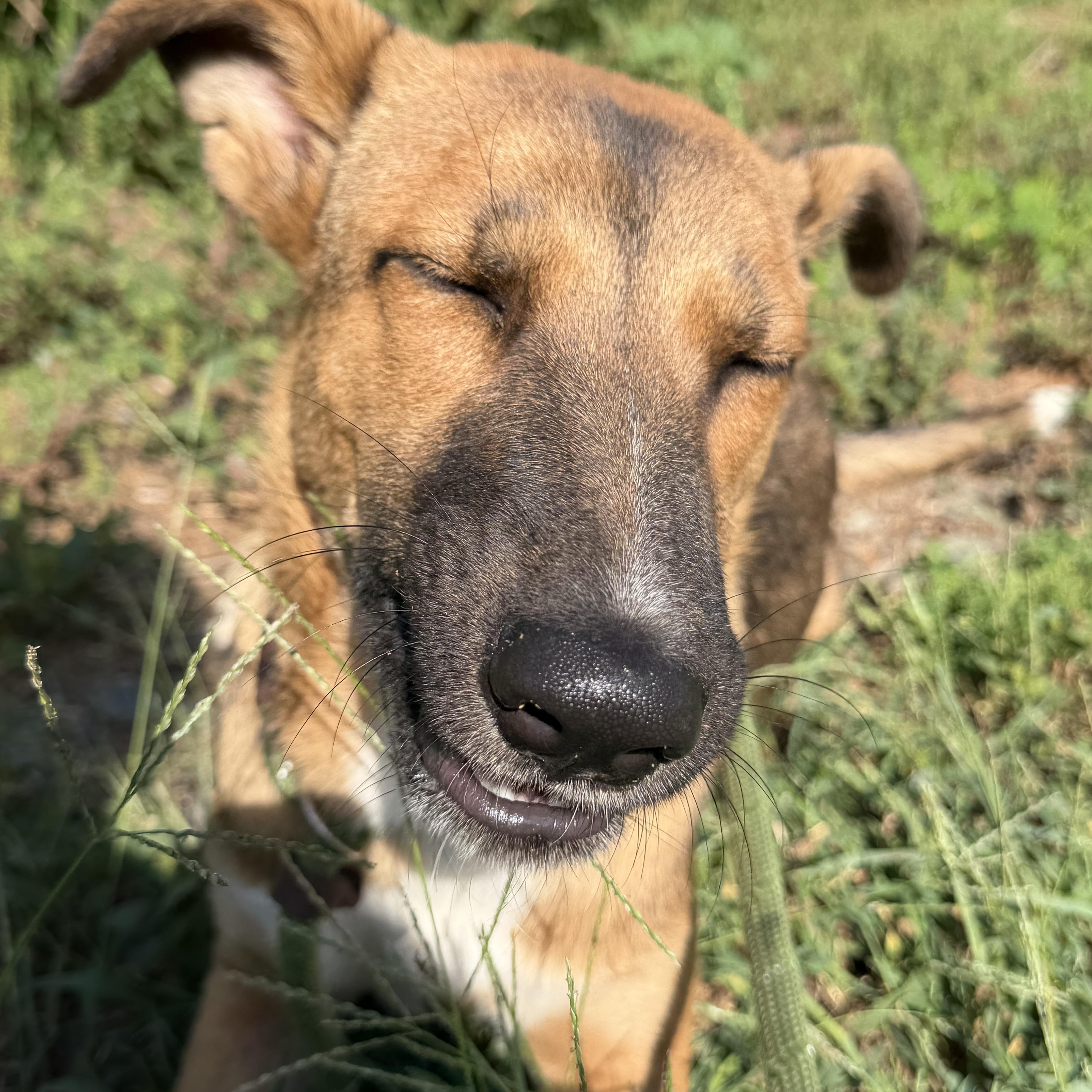 Enlarge Griselda, a Adoptable mixed breed in Charlotte, NC image 3/6