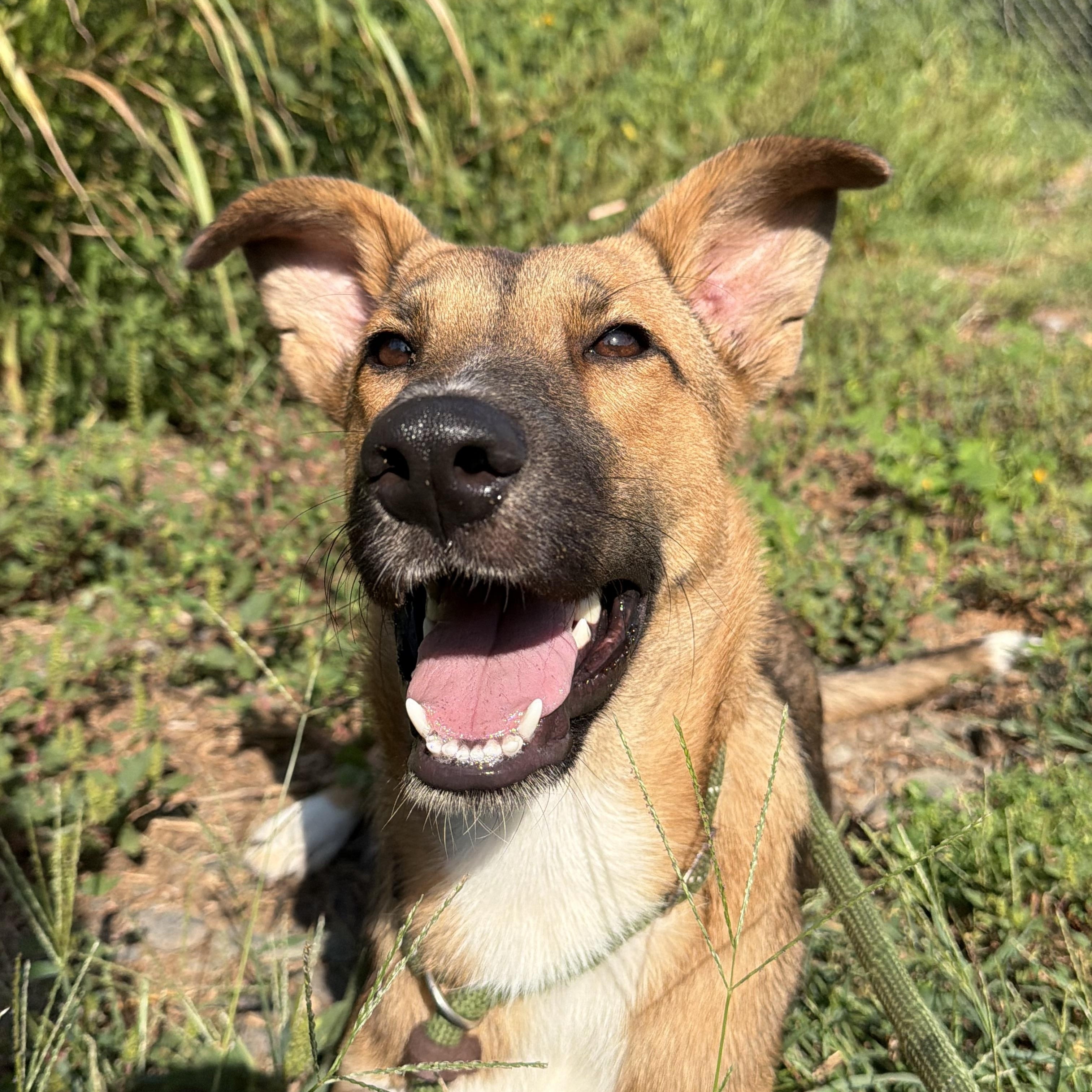 Enlarge Griselda, a Adoptable mixed breed in Charlotte, NC image 1/6