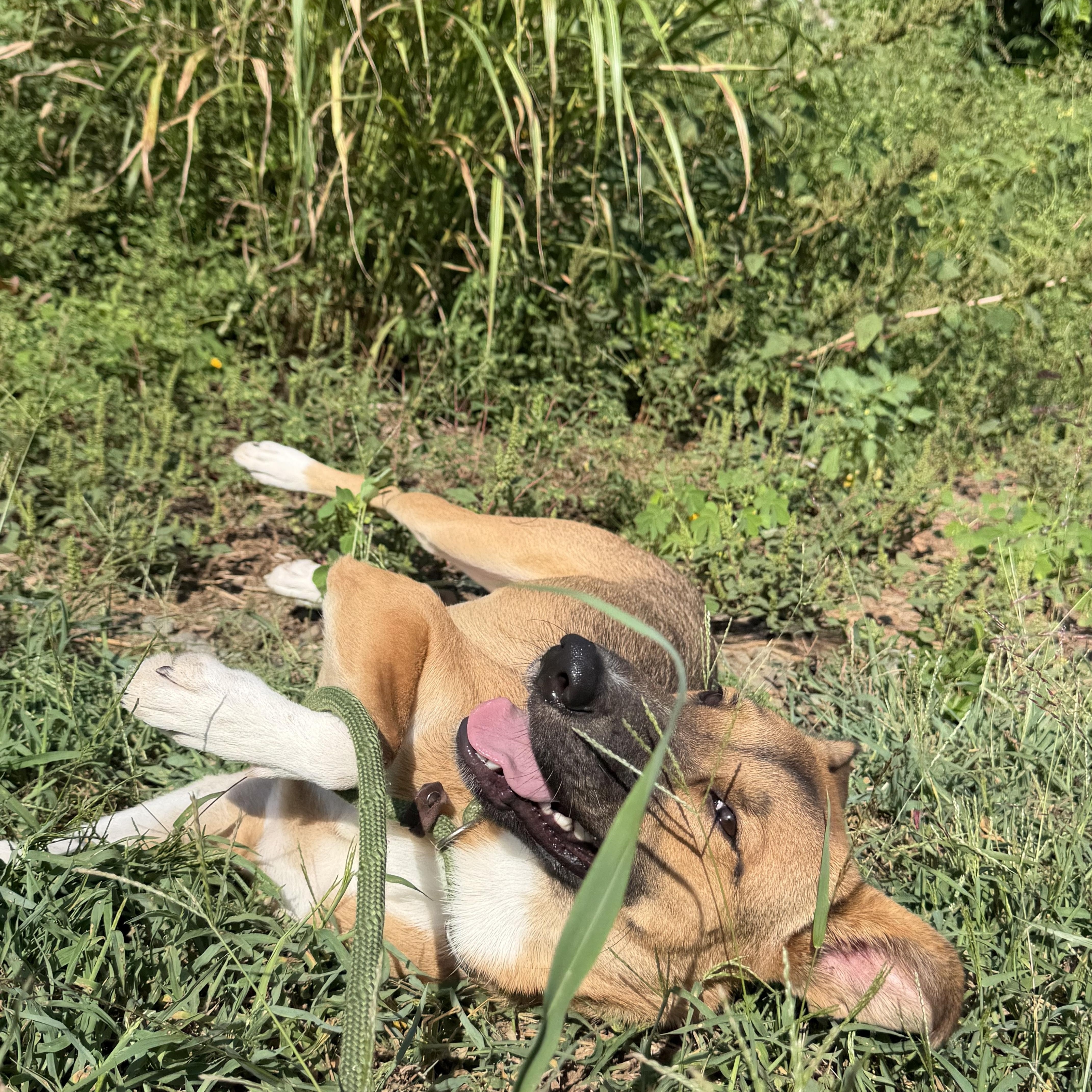 Enlarge Griselda, a Adoptable mixed breed in Charlotte, NC image 2/6
