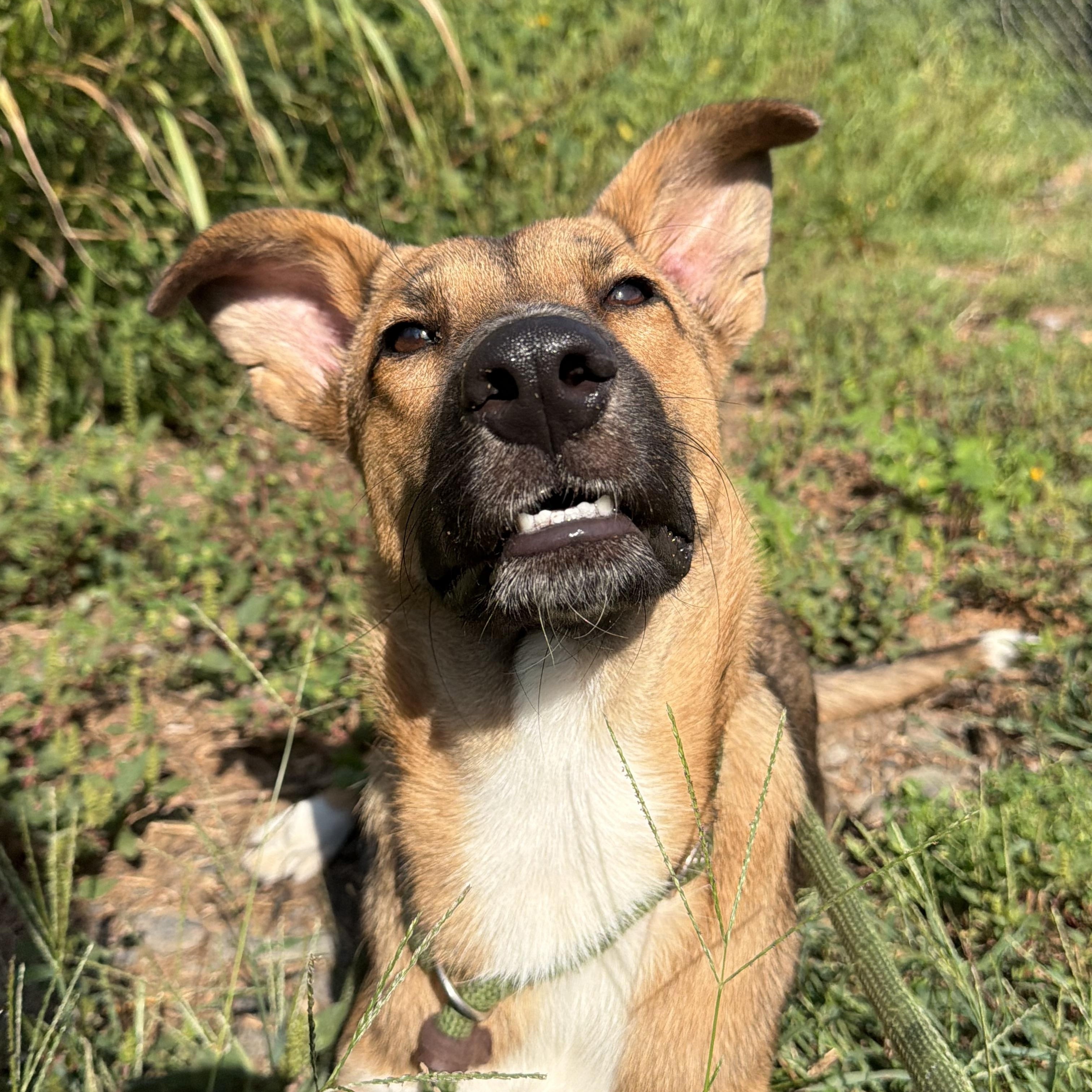 Enlarge Griselda, a Adoptable mixed breed in Charlotte, NC image 4/6