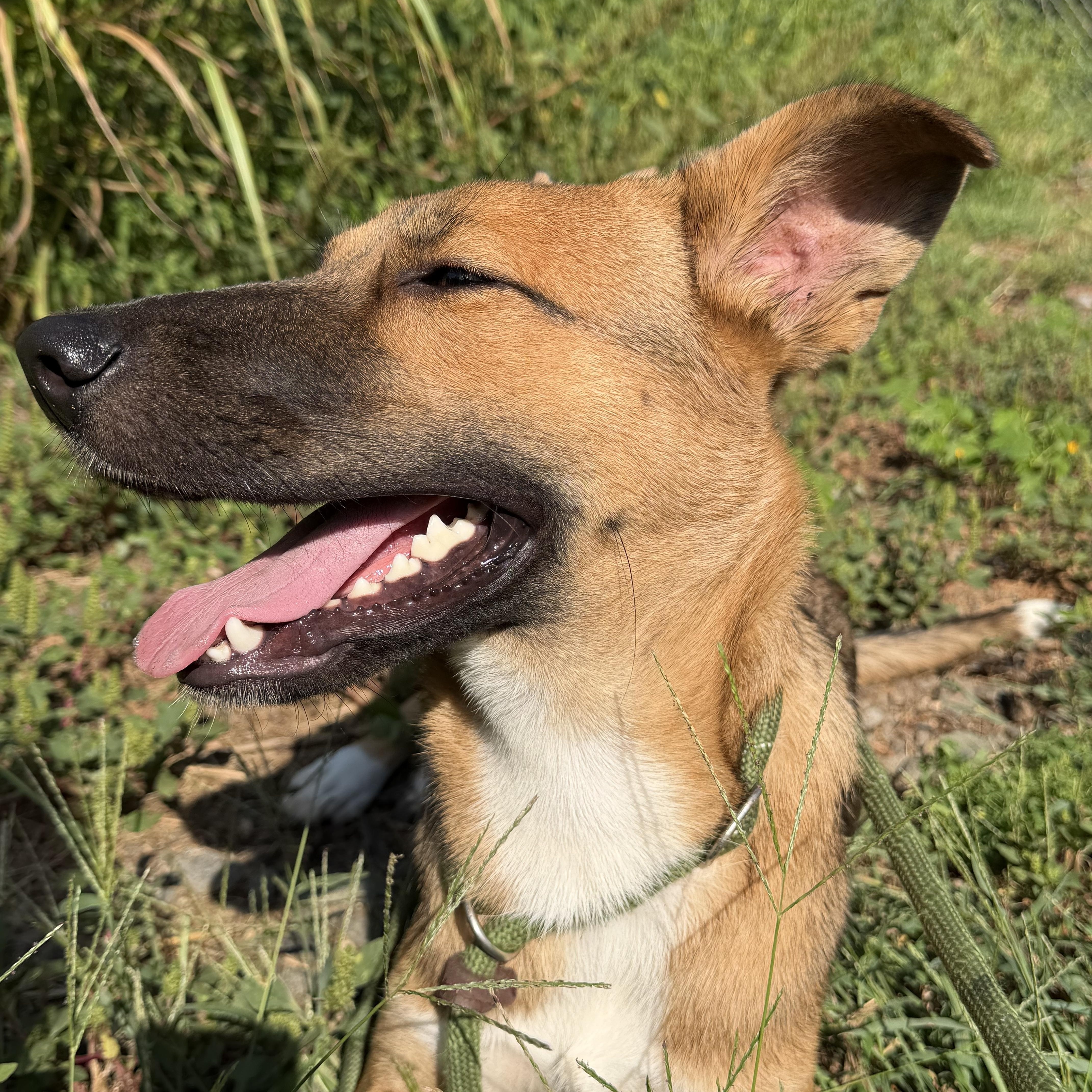 Enlarge Griselda, a Adoptable mixed breed in Charlotte, NC image 5/6