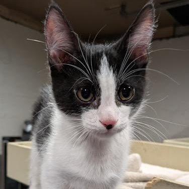 Enlarge Cornelius, a Adoptable Domestic Short Hair in Hudsonville, MI image 1/2