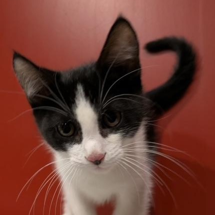 Enlarge Cornelius, a Adoptable Domestic Short Hair in Hudsonville, MI image 2/2