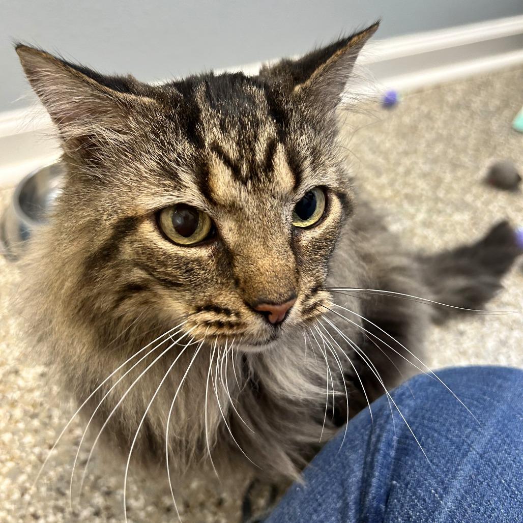 Satchmo, Adoptable, Adult Male Maine Coon & Domestic Long Hair.