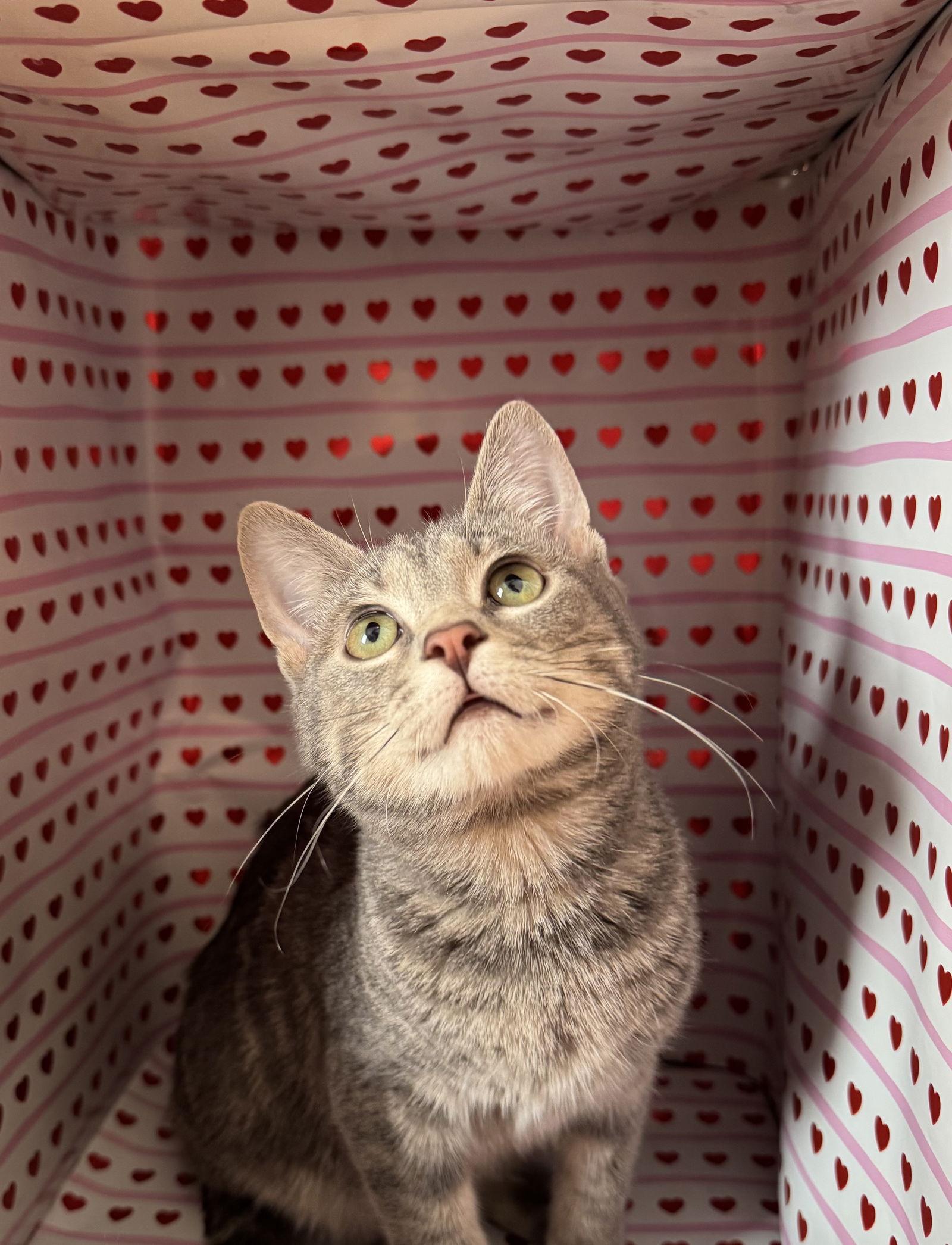 Daisy, Adopted, Kitten Female Domestic Short Hair.