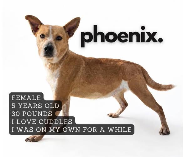 Phoenix, Adoptable, Adult Female Cattle Dog.