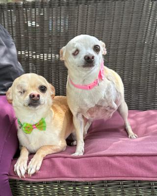 Enlarge Sissy and Chloe, a Adoptable Chihuahua image 1/1