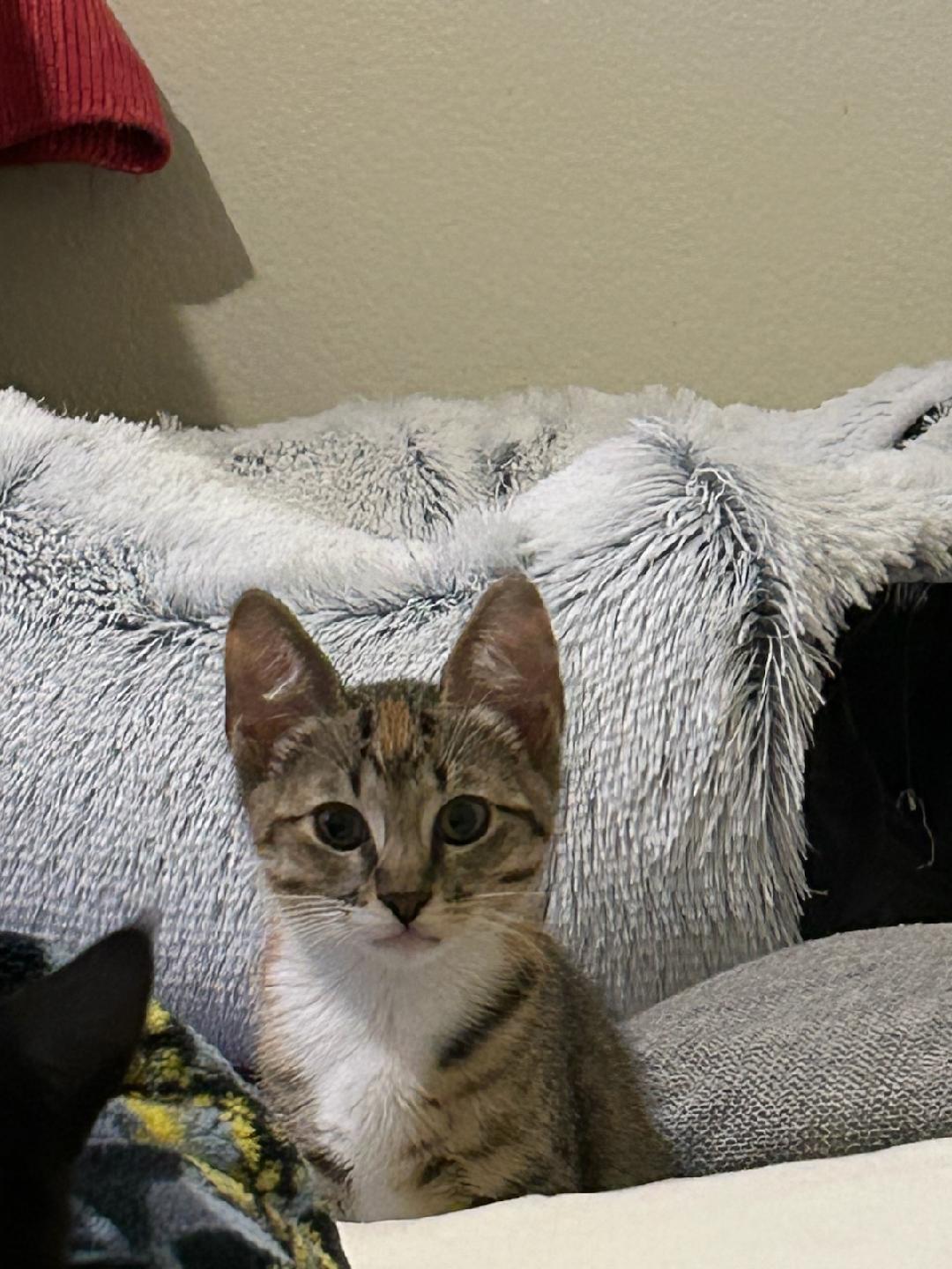 Tinkerbell, Young Female Domestic Short Hair