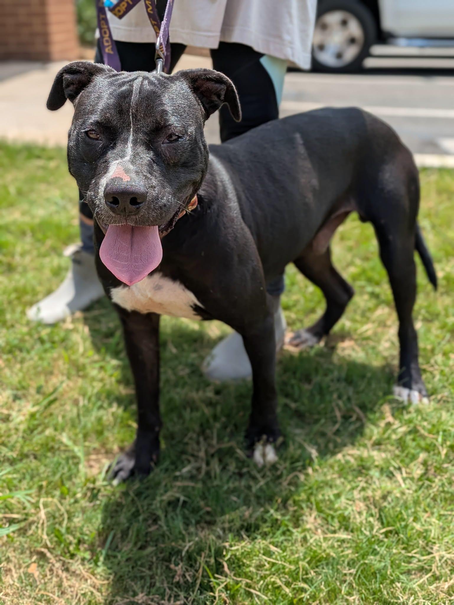 Enlarge Jack, a ADOPTABLE mixed breed in Huntsville, AL image 6/6