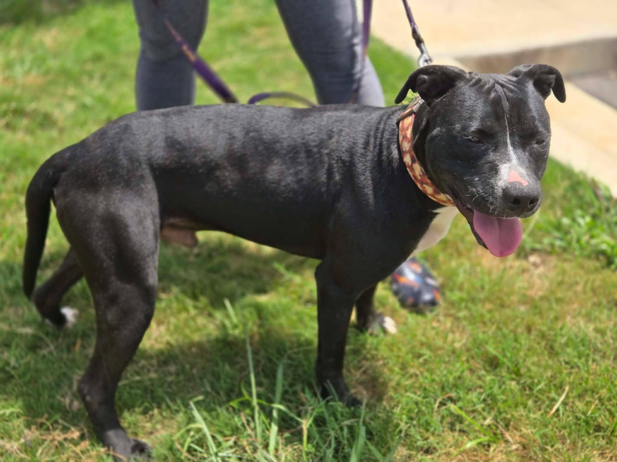 Enlarge Jack, a ADOPTABLE mixed breed in Huntsville, AL image 4/6