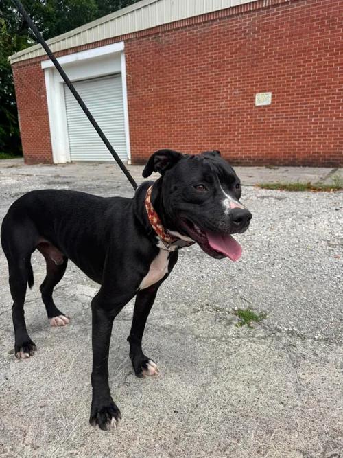 Enlarge Jack, a ADOPTABLE mixed breed in Huntsville, AL image 5/6
