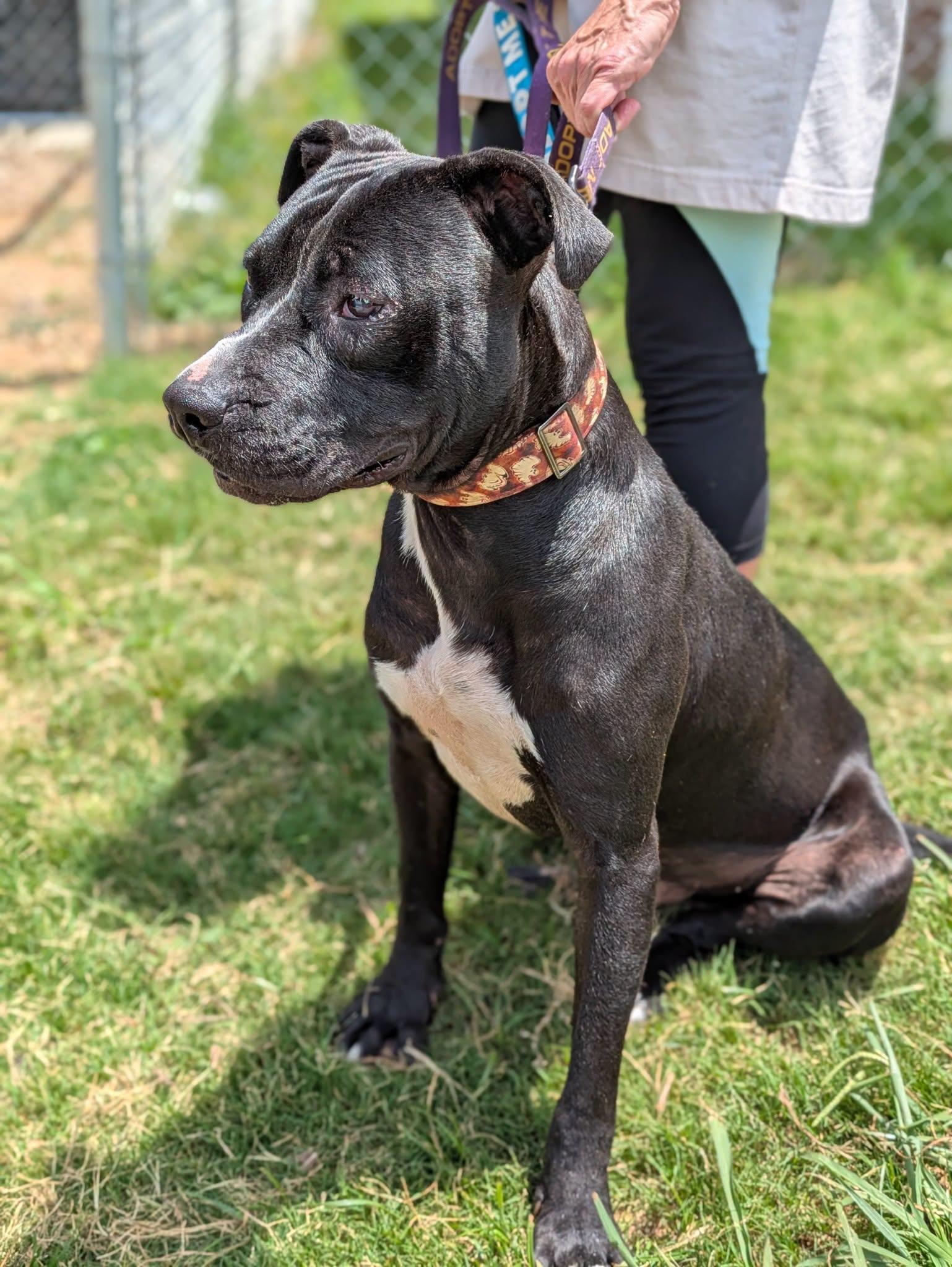 Enlarge Jack, a ADOPTABLE mixed breed in Huntsville, AL image 3/6