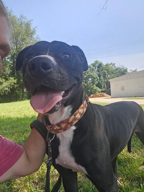 Enlarge Jack, a ADOPTABLE mixed breed in Huntsville, AL image 2/6