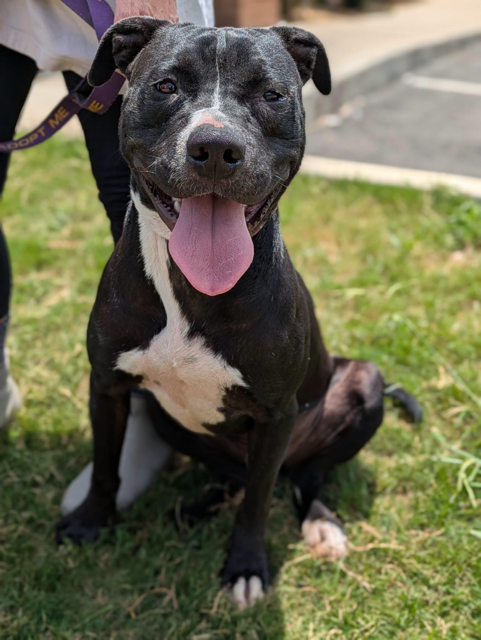 Jack, ADOPTABLE, Adult Male Mixed Breed.