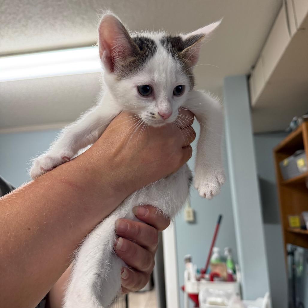Bobby, Adoptable, Kitten Male Domestic Short Hair.
