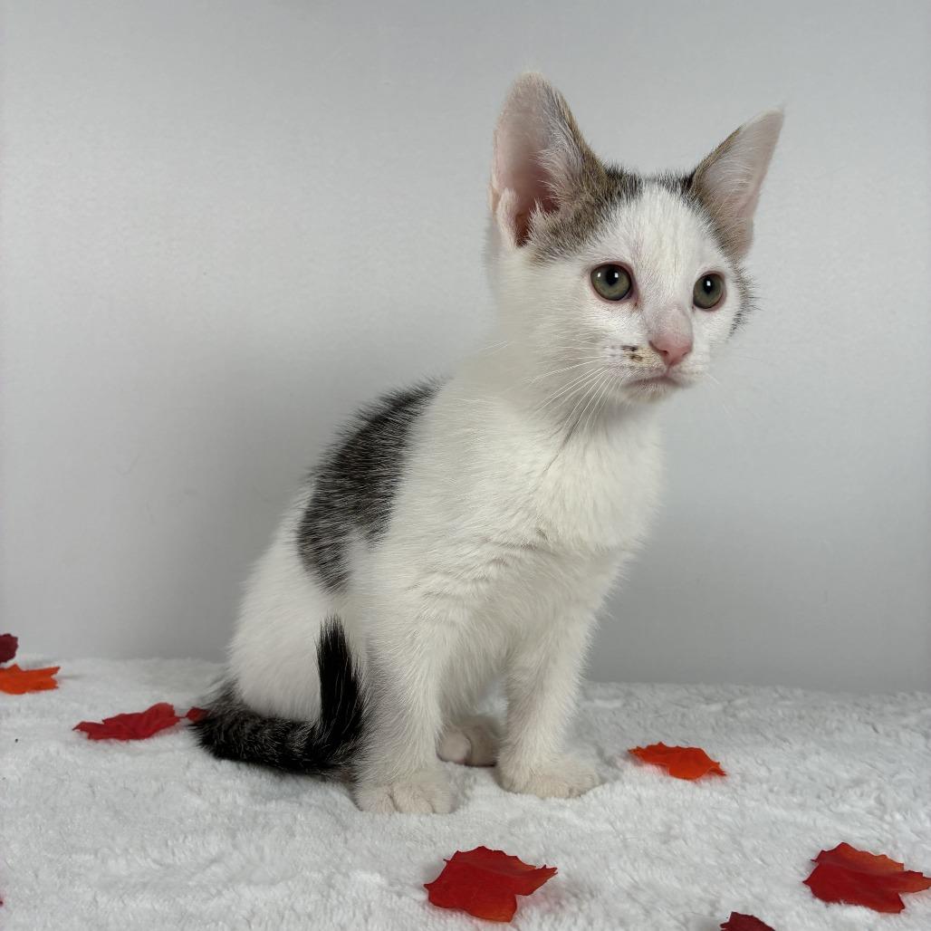 Enlarge Bobby, a Adoptable Domestic Short Hair in Johnson City, TN image 2/6