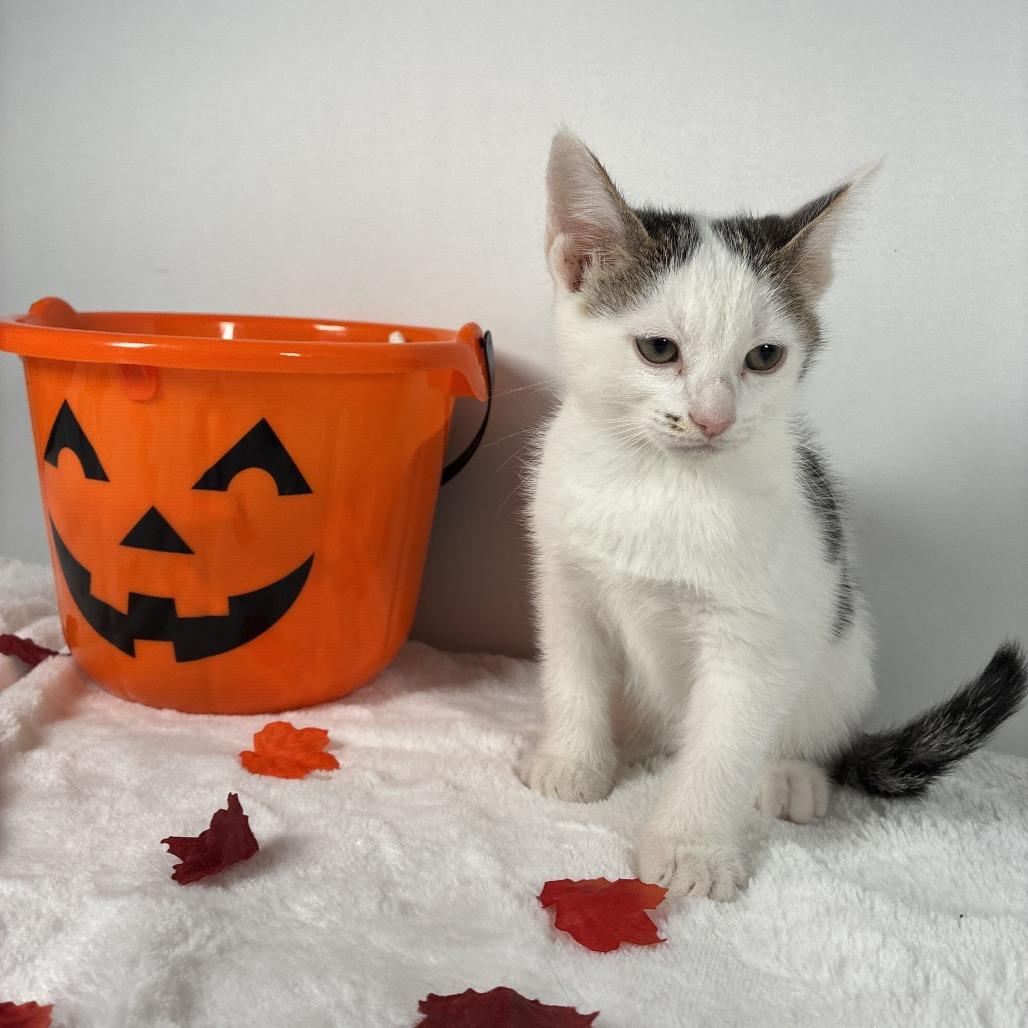 Enlarge Bobby, a Adoptable Domestic Short Hair in Johnson City, TN image 3/6