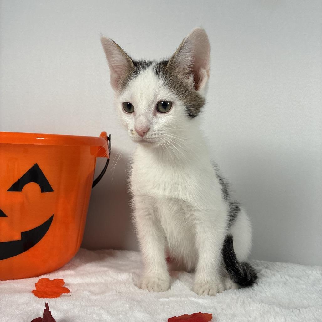Enlarge Bobby, a Adoptable Domestic Short Hair in Johnson City, TN image 4/6