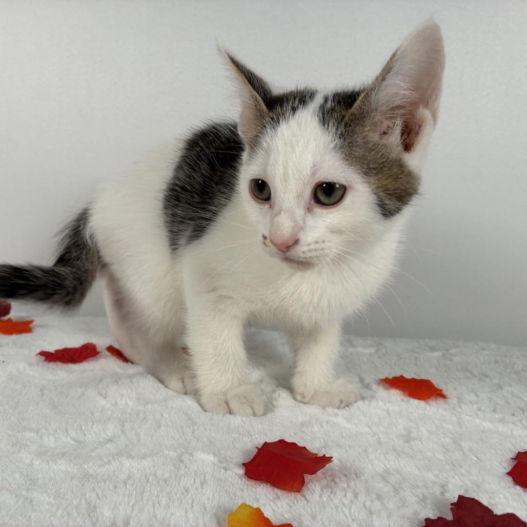 Enlarge Bobby, a Adoptable Domestic Short Hair in Johnson City, TN image 5/6