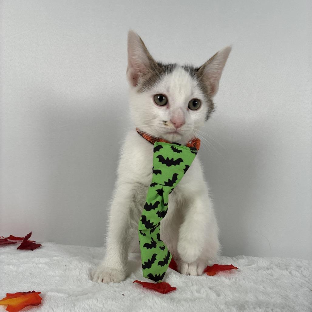 Enlarge Bobby, a Adoptable Domestic Short Hair in Johnson City, TN image 6/6