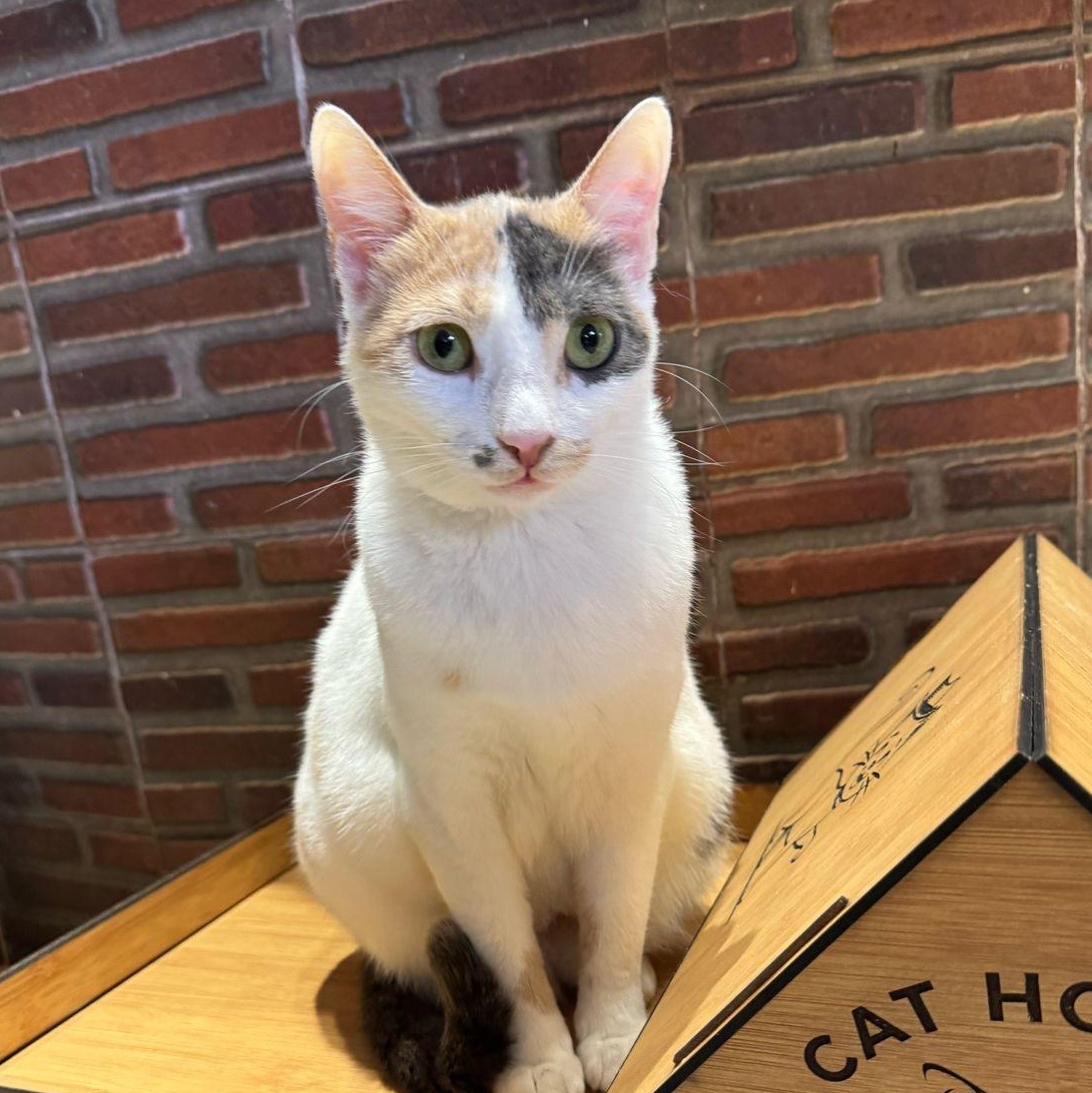 Lexie, Young Female unknown