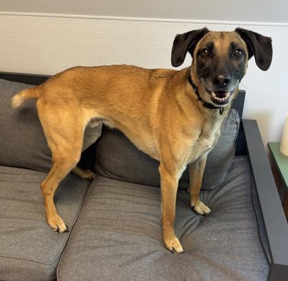 Enlarge Andre, a ADOPTABLE Mixed Breed in Lansing, MI image 2/3