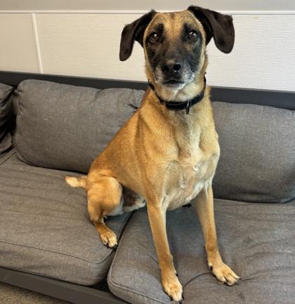 Enlarge Andre, a ADOPTABLE Mixed Breed in Lansing, MI image 1/3