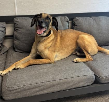 Enlarge Andre, a ADOPTABLE Mixed Breed in Lansing, MI image 3/3