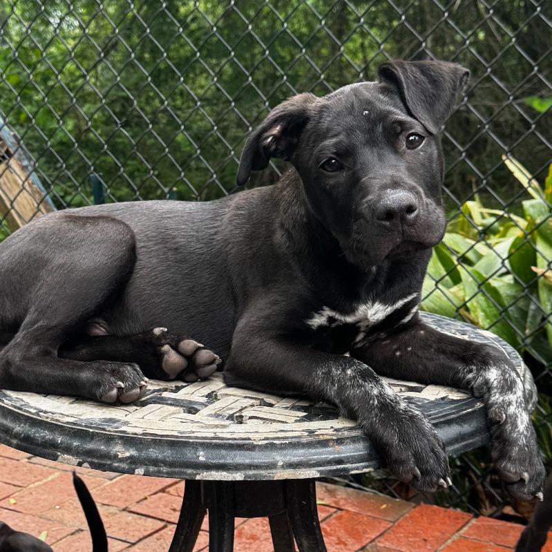 Buddy, Adoptable, Young Female Black Labrador Retriever & Mixed Breed.