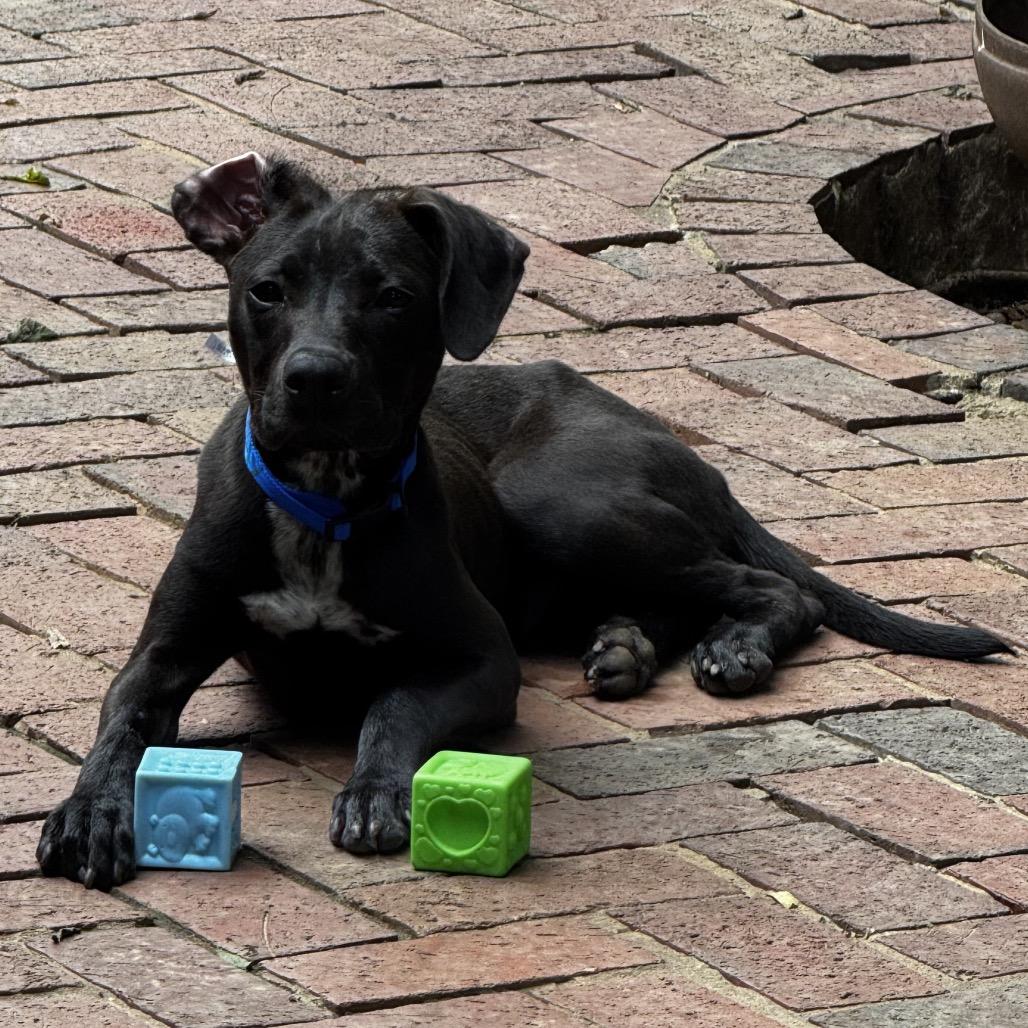 Enlarge Buddy, a Adoptable mixed breed in Birmingham, AL image 2/2