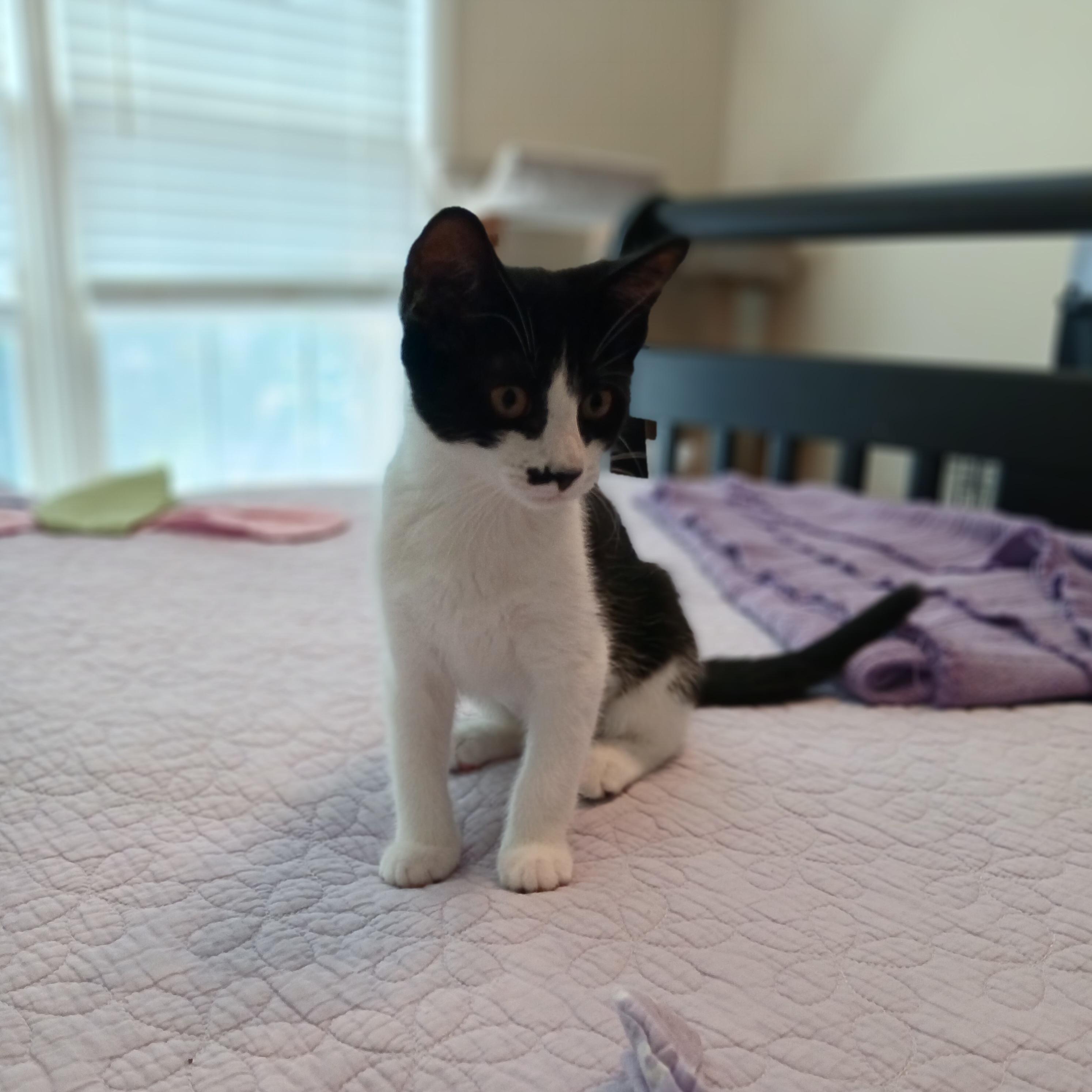 Enlarge Keegan, a Adoptable mixed breed in Duluth, GA image 6/6