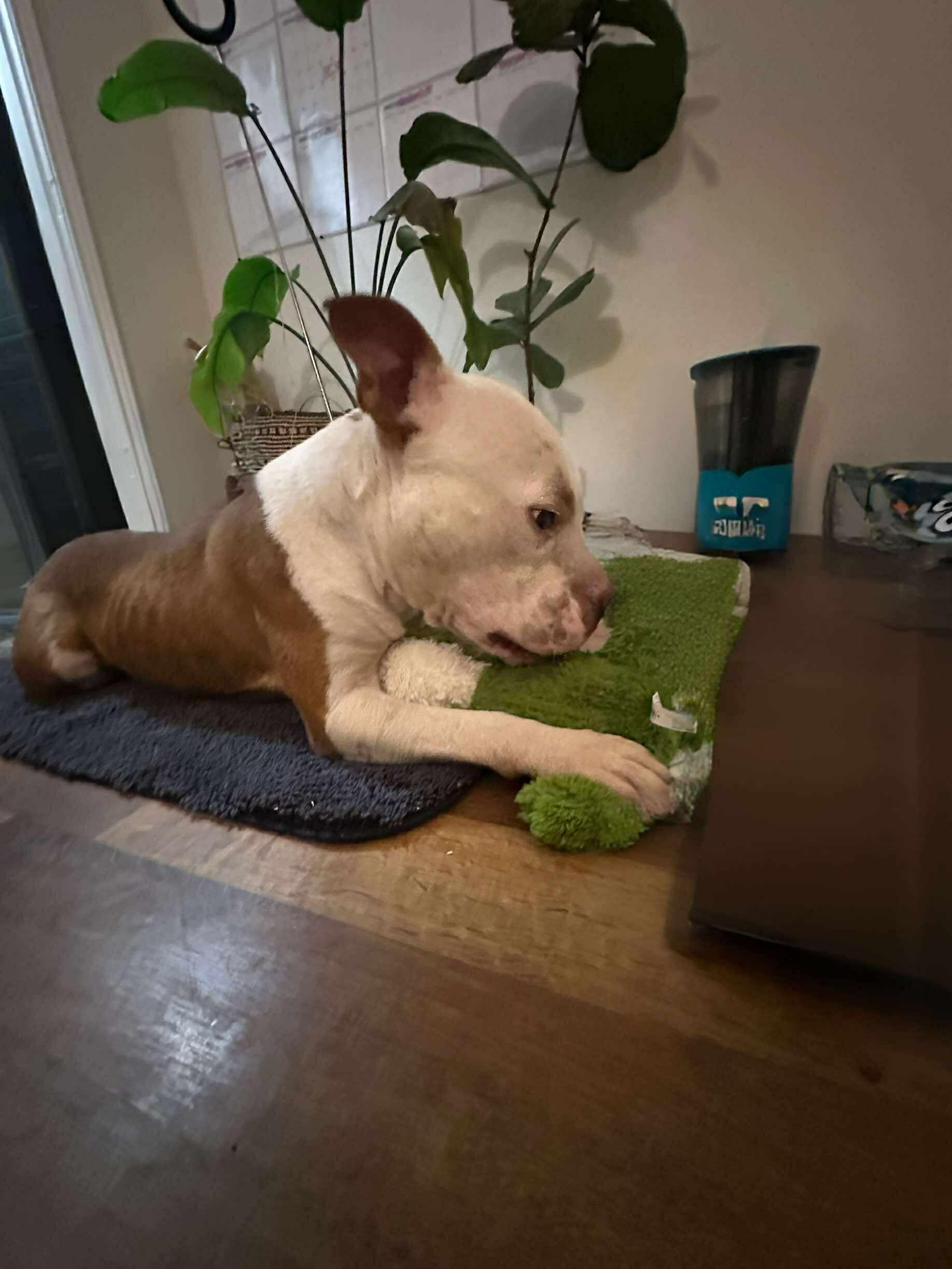 Toby, Adoptable, Adult Male Pit Bull Terrier.