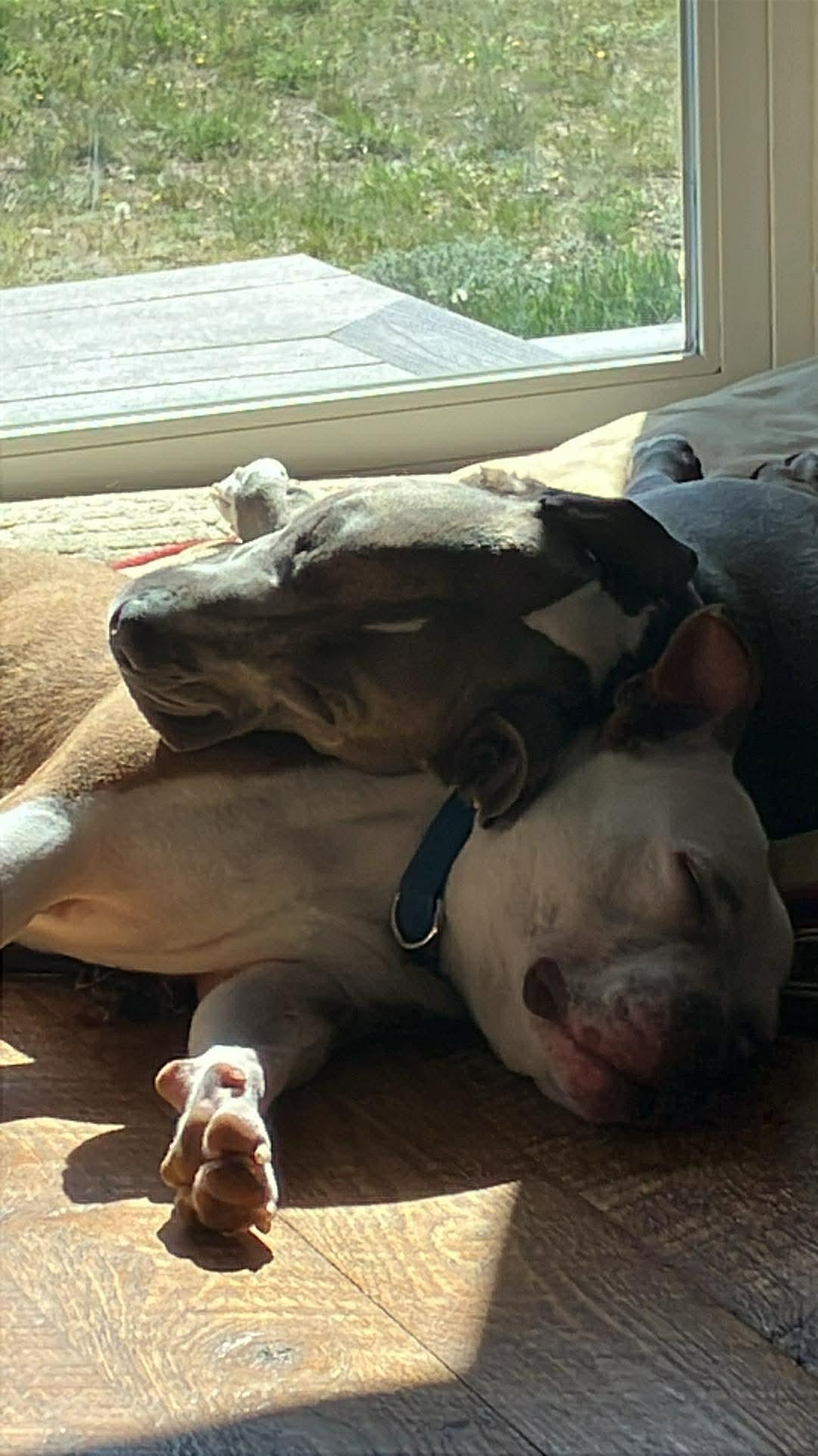 Toby, a Adoptable Pit Bull Terrier in Arlee, MT image 5/6